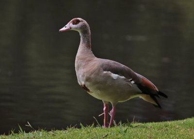 Egyptian Goose (Alopochen aegyptica)