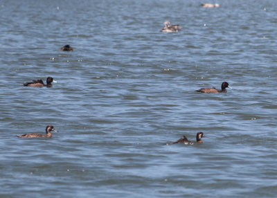 Southern Pochard (Netta erythrophthalma)