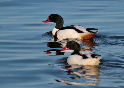 Common Shelduck (Tadorna tadorna) - gravand