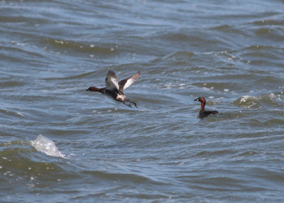 Little Grebe (Thachybaptus ruficollis capensis) - smdopping