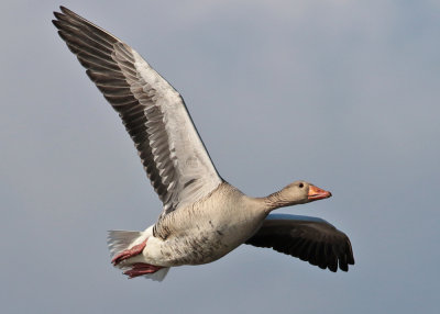 Greylag Goose (Anser anser) - grågås