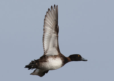 Tufted Duck (Aythya fuligula) - vigg