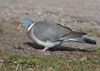 Common Wood-Pigeon (Columba palumbus) - ringduva