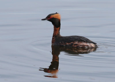Horned Grebe (Podiceps auritus) - svarthakedopping
