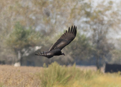 Turkey Vulture (Cathartes aura) - kalkongam