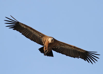 Eurasian Griffon Vulture (Gyps fulvus) - gsgam