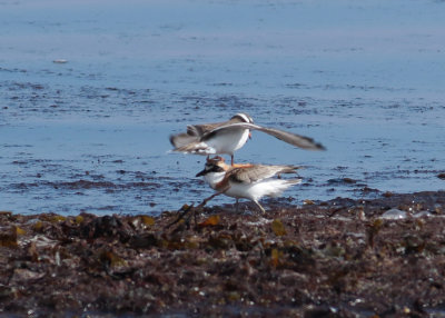 Ringed Plover (Charadius hiaticula) attacking Greater Sand Plover (Charadrius leschenaultii)