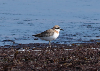 Greater Sand Plover (Charadrius leschenaultii) - kenpipare