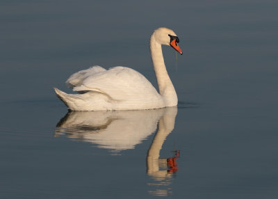 Mute Swan (Cygnus olor) - knölsvan