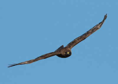 Common Buzzard (Buteo buteo) - ormvråk