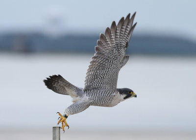 Peregrine Falcon (Falco peregrinus) - pilgrimsfalk