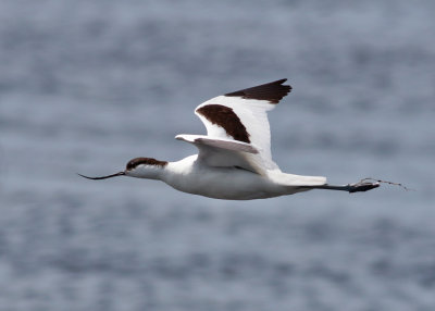 Pied Avocet (Recurvirostra avosetta) - skrflcka
