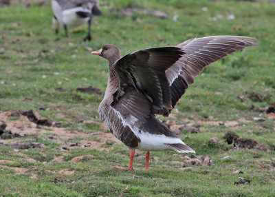 Greater White-fronted Goose (Anser albifrons) - blsgs