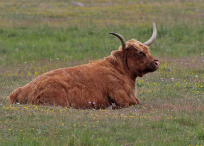Highland cattle - skotsk hglandsboskap