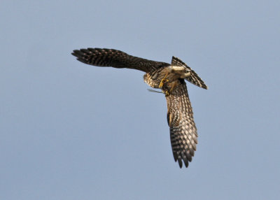 Merlin (Falco c. columbarius) - stenfalk