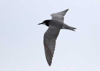 Black Tern (Chlidonias nigra) - svarttrna
