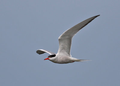 Common Tern (Sterna hirundo) - fisktrna