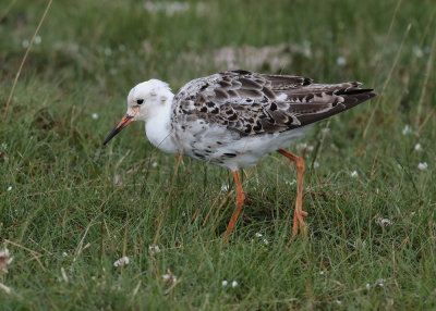 Ruff (Philomachus pugnax) - brushane