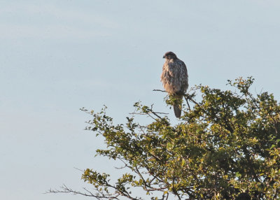Gyrfalcon (Falco rusticolus) - jaktfalk