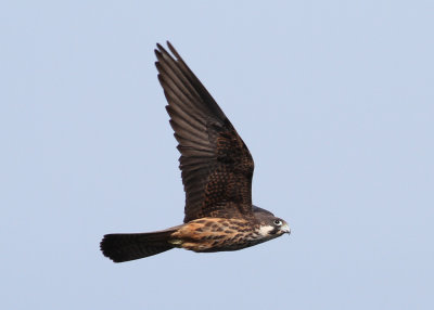 Eleonora's Falcon (Falco eleonorae) - eleonorafalk