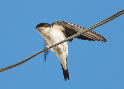 House-Martin (Delichon urbica) - hussvala