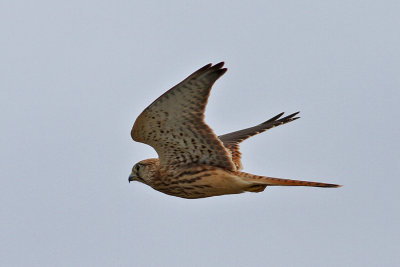 Kestrel  (Falco tinnunculus) - tornfalk