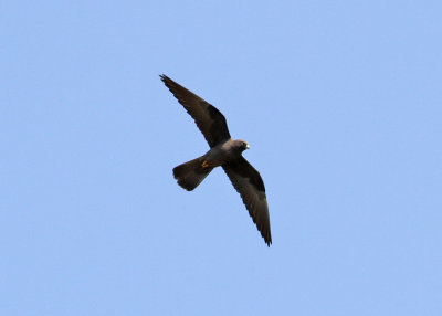 Eleonora's Falcon (Falco eleonorae) - eleonorafalk