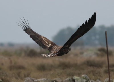 White-tailed Eagle (Haliaeetus albicilla) - havsörn