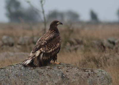 White-tailed Eagle (Haliaeetus albicilla) - havsörn