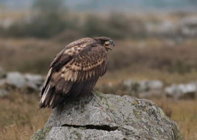 White-tailed Eagle (Haliaeetus albicilla) - havsörn