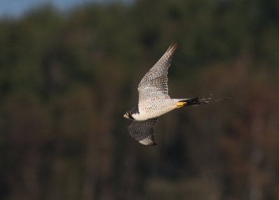 Peregrine Falcon (Falco peregrinus) - pilgrimsfalk