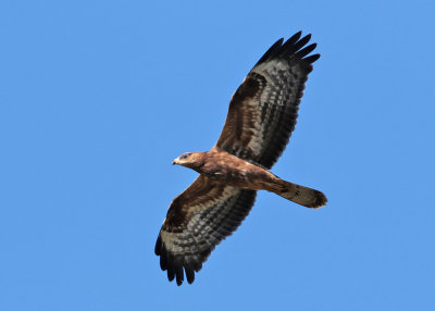 European Honey-Buzzard (Pernis apivorus) - bivråk