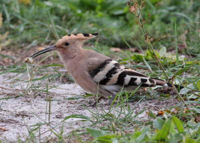 Eurasian Hoopoe (Upupa epops) - härfågel