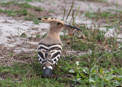 Eurasian Hoopoe (Upupa epops) - härfågel