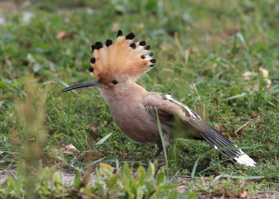 Eurasian Hoopoe (Upupa epops) - härfågel