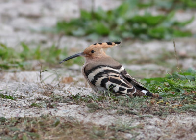Eurasian Hoopoe (Upupa epops) - härfågel