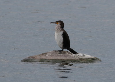 Great Cormorant (Phalacrocorax carbo sinensis) - storskarv