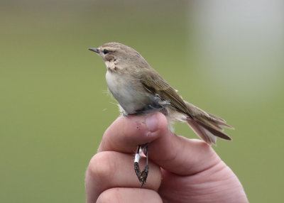 Siberian Chiffchaff (Phylloscopus collybita tristis) - sibirisk gransngare