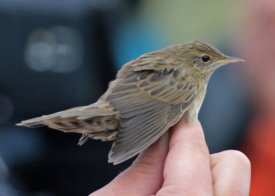 Common Grashopper Warbler  (Locustella naevia) - grshoppsngare