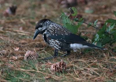 Spotted Nutcracker (Nucifraga caryocatactes macrorhynchos) - nötkråka