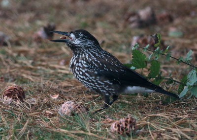 Spotted Nutcracker (Nucifraga caryocatactes macrorhynchos) - nötkråka