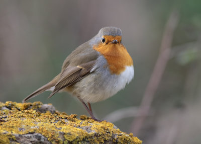 European Robin (Erithacus rubecula) - rödhake