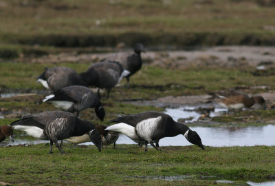 Black Brant (Branta bernicla nigricans)