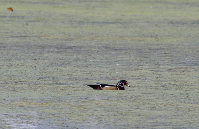 Wood Duck (Aix sponsa) -brudand