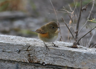 Northern Red-flanked Bluetail (Tarsiger cyanurus) - taigablåstjärt
