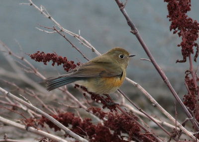 Northern Red-flanked Bluetail (Tarsiger cyanurus) - taigablåstjärt