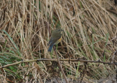 Northern Red-flanked Bluetail (Tarsiger cyanurus) - taigablåstjärt