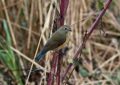 Northern Red-flanked Bluetail (Tarsiger cyanurus) - taigablåstjärt
