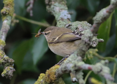 Hume's Yellow-browed Warbler (Phylloscopus humei)