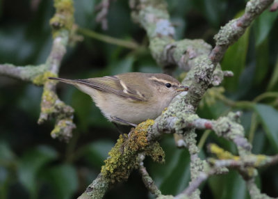 Hume's Yellow-browed Warbler (Phylloscopus humei)